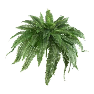 48” Boston Fern (Set of 2)